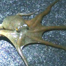 寒くなってもタコは好調